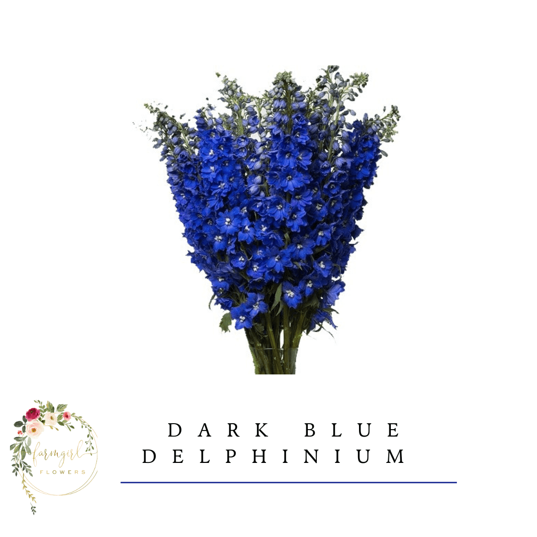 Delphinium Dark Blue