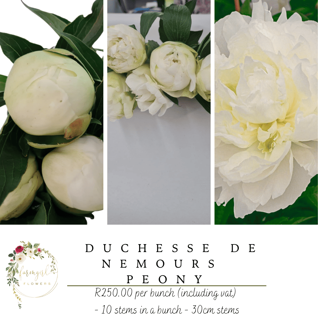 Duchesse De Nemours Peony -30cm