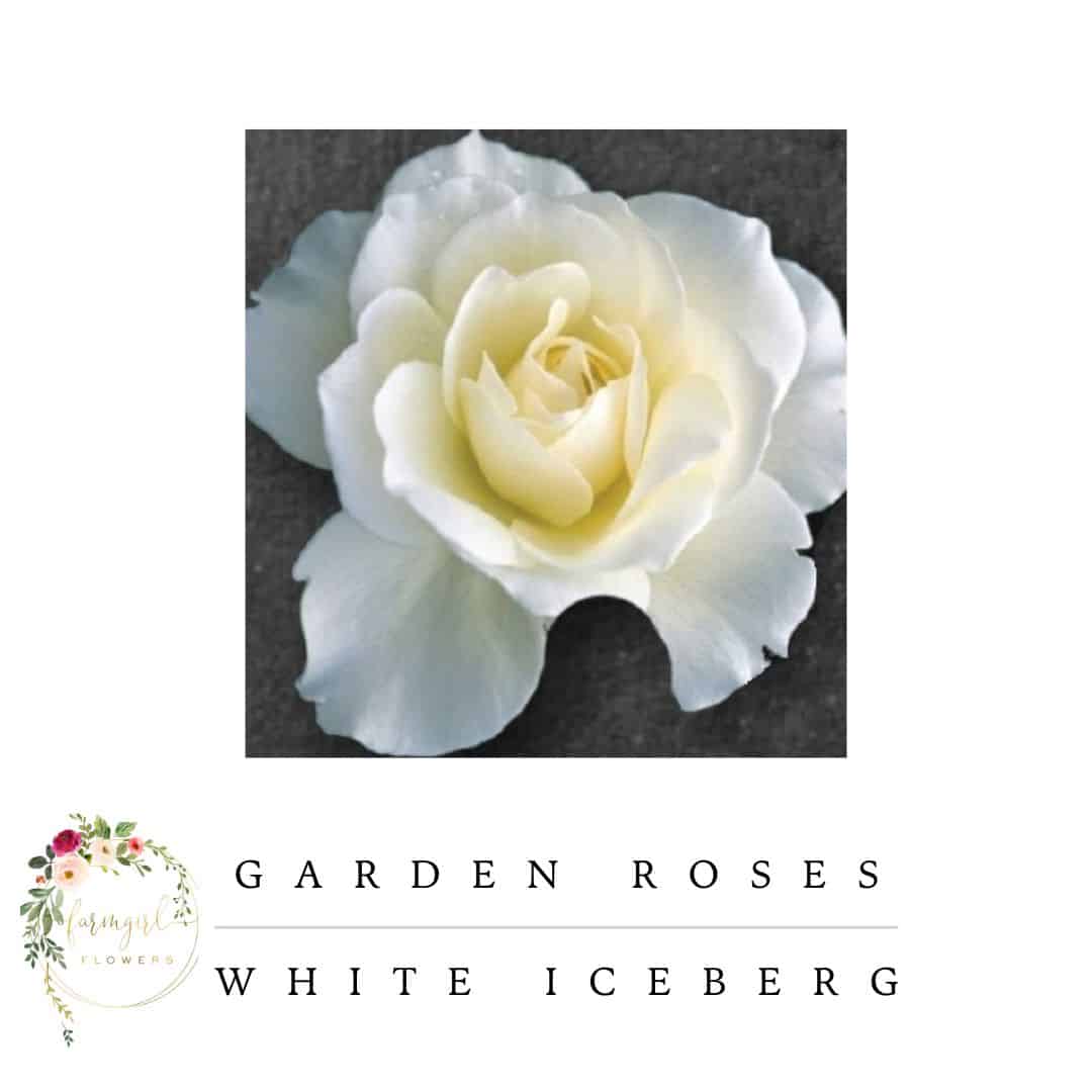 Iceberg White