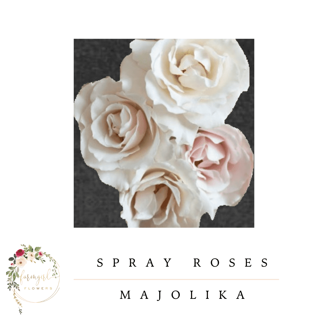 Spray Roses - Majolika