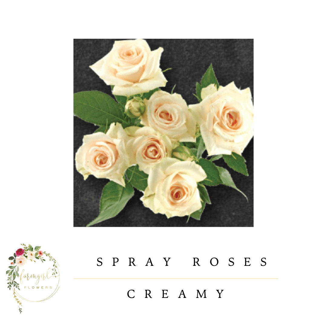 Spray Mini Roses - Creamy white