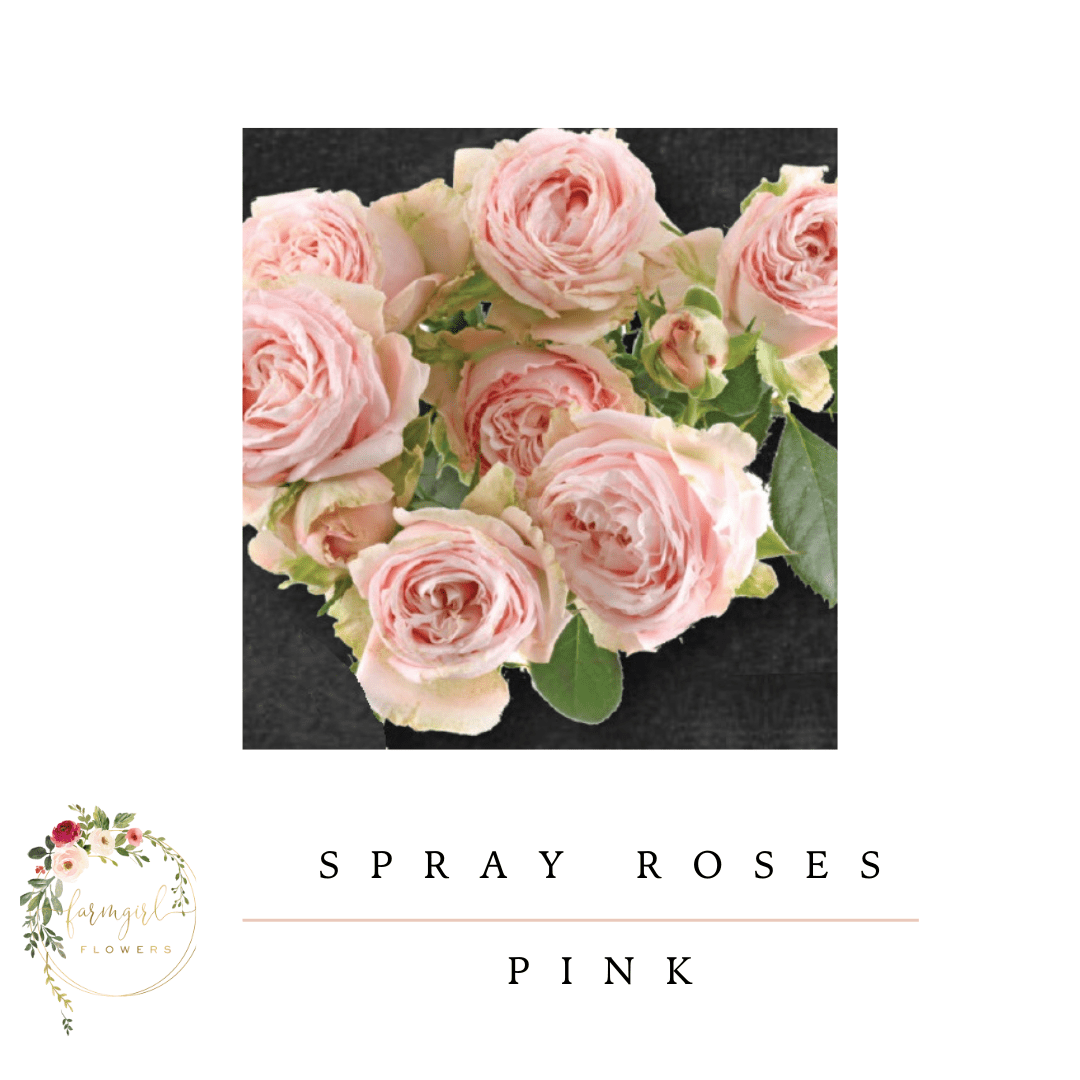 Spray Mini Roses - Pink
