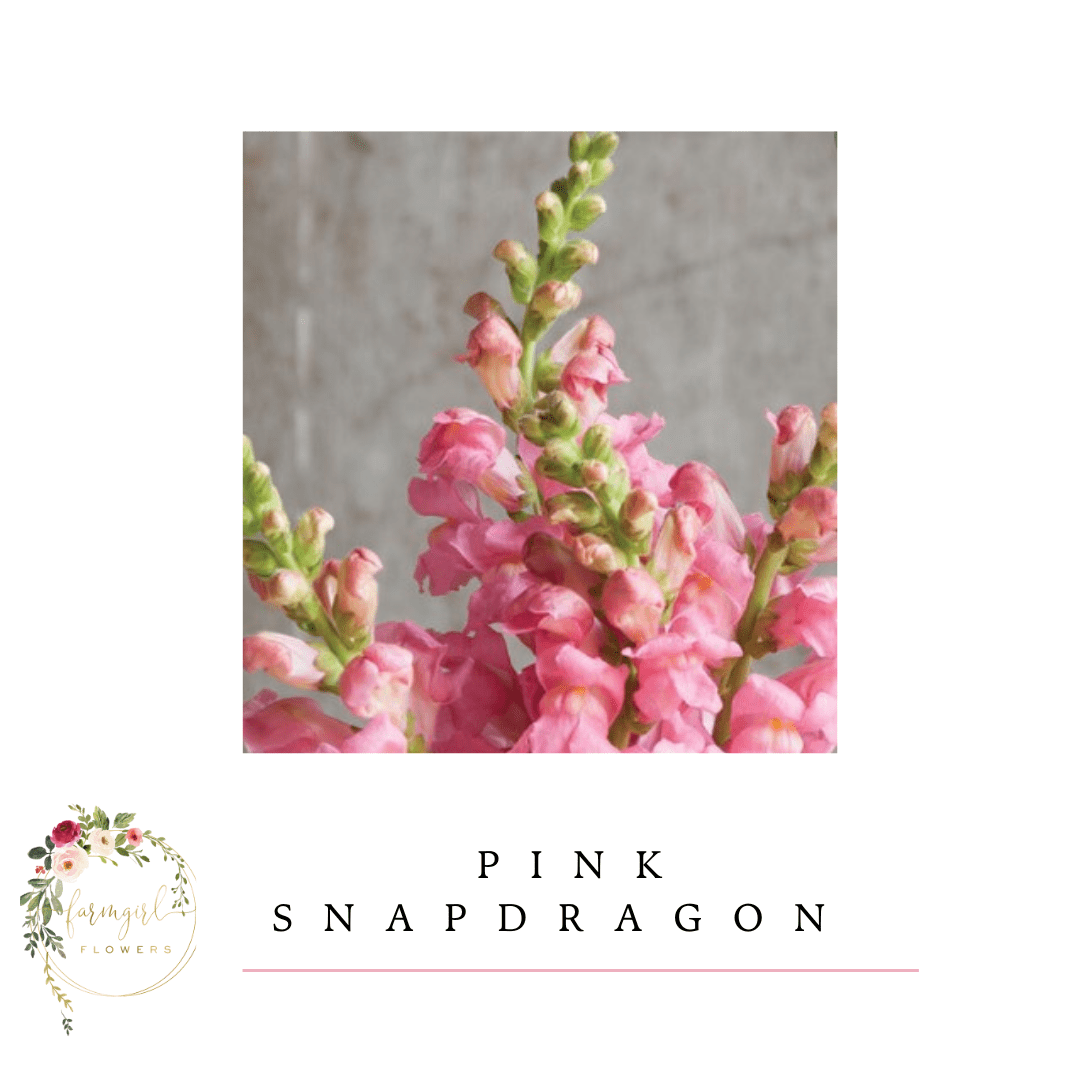 Snapdragon Pink