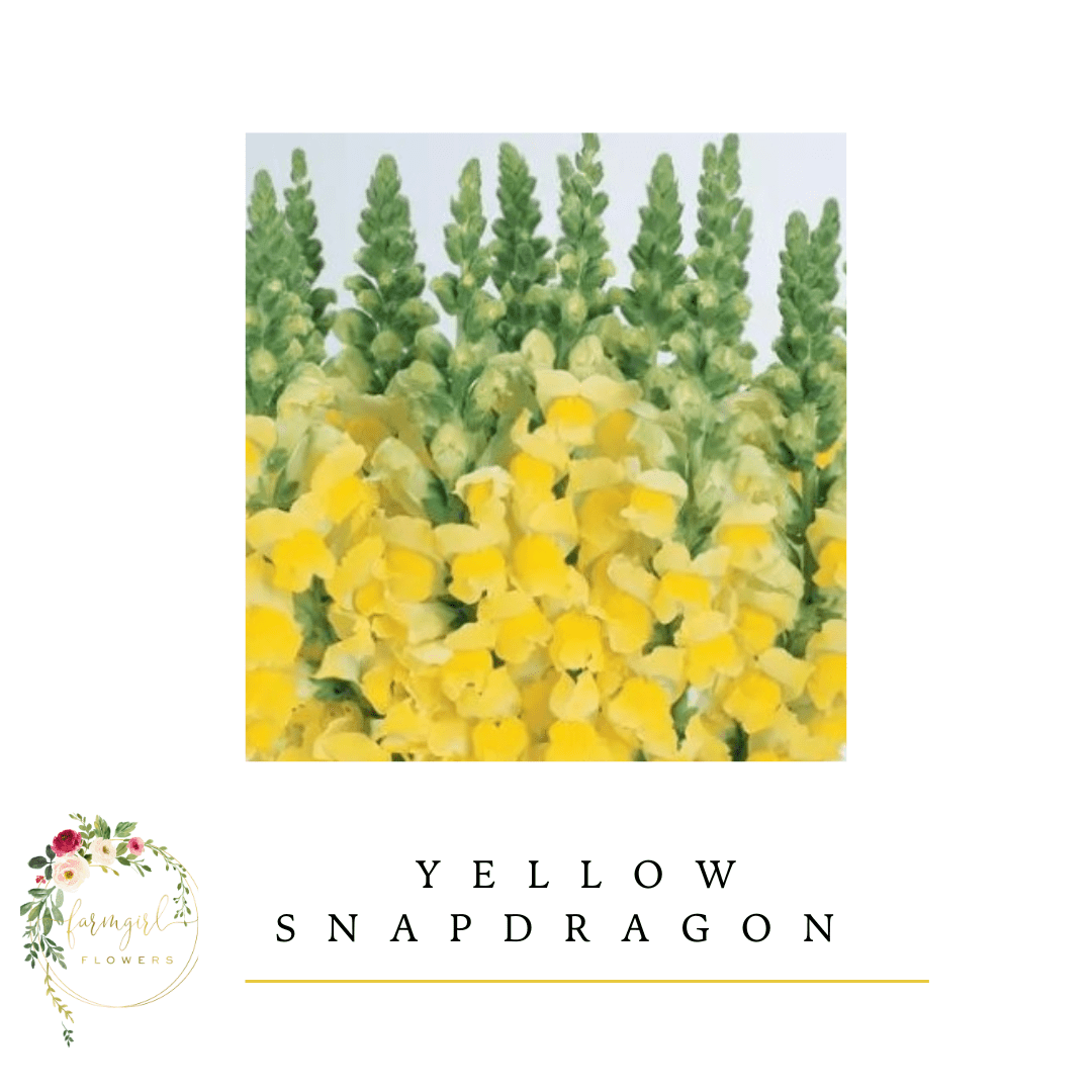 Snapdragon Yellow