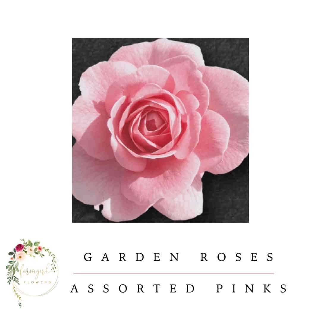 Rose Shades of Pink