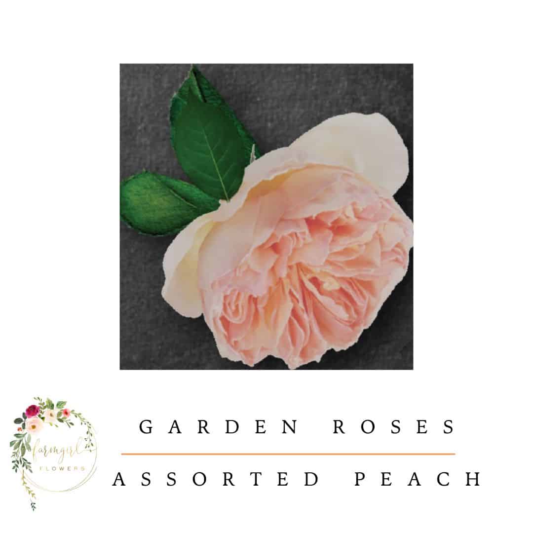 Rose Shades of Peach