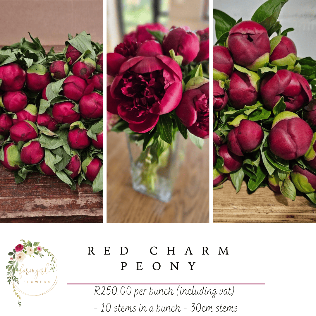 Red Charm Peony -30cm
