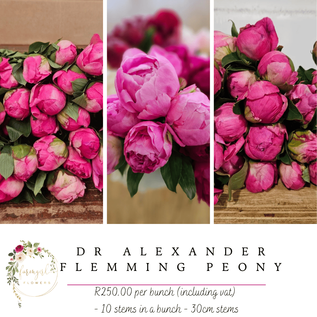 Dr Alexander Flemming Peony -30cm